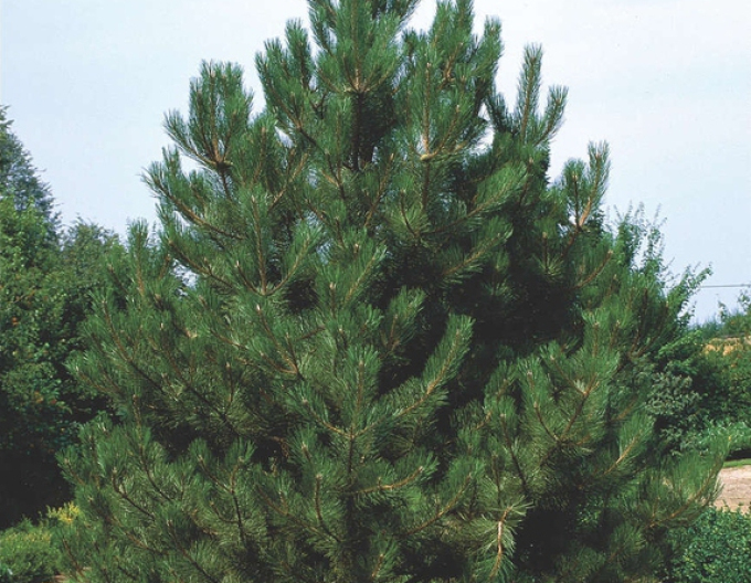 Pin negru (Pinus nigra)