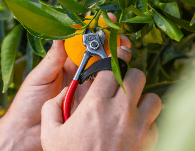 FELCO 330 Foarfece pentru fructe