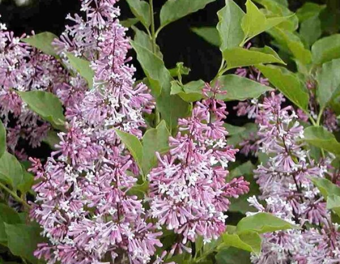 Liliac de catifea  ´Miss Kim´