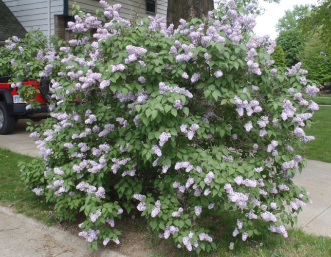 Liliac de catifea  ´Miss Kim´