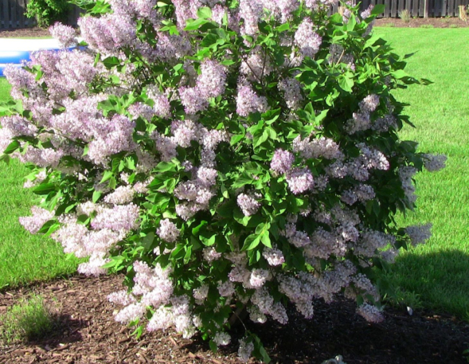 Liliac de catifea  ´Miss Kim´