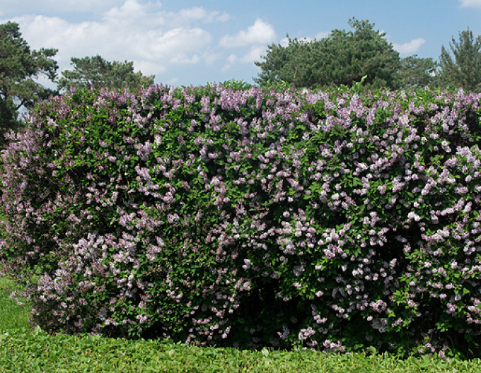 Liliac de catifea  ´Miss Kim´