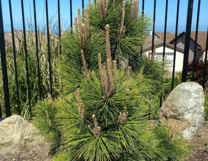 Pin  ´Thunderhead´