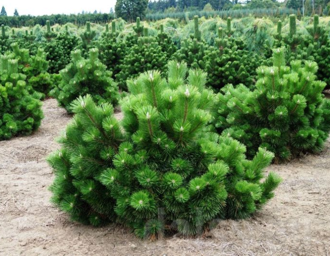 Pin  ´Thunderhead´