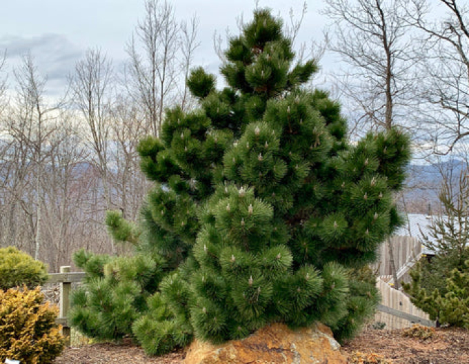 Pin  ´Thunderhead´