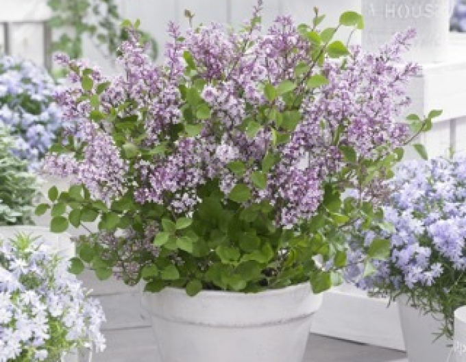Liliac meyer Flowerfesta Roz