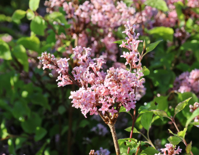 Liliac meyer Flowerfesta Roz