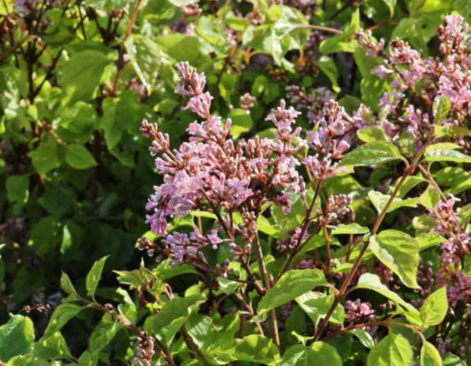 Liliac meyer Flowerfesta Roz