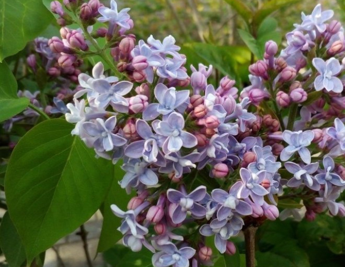 Liliac comun Carpe Diem