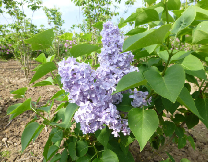 Liliac comun Carpe Diem