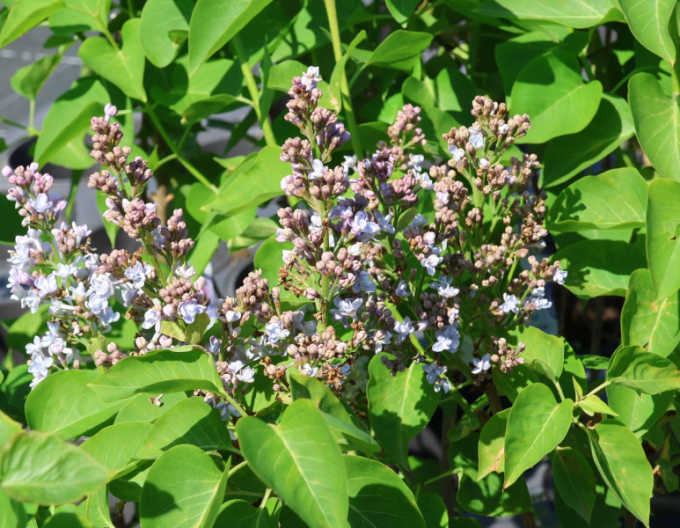 Liliac comun Carpe Diem