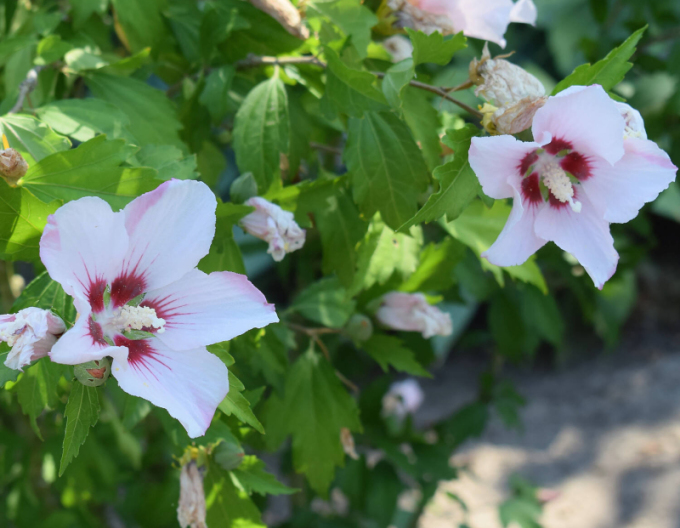 Hibiscus sirian Hamabo