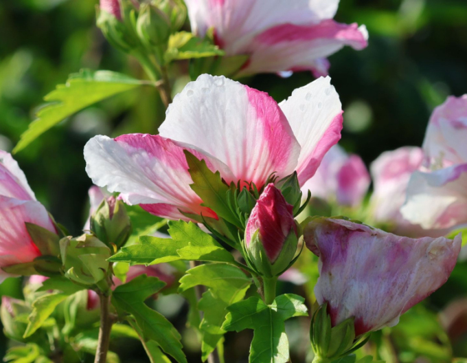 Hibiscus sirian Hamabo