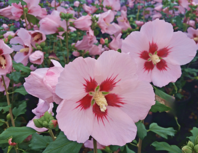 Hibiscus sirian Hamabo