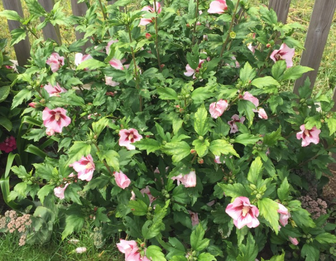 Hibiscus sirian Hamabo