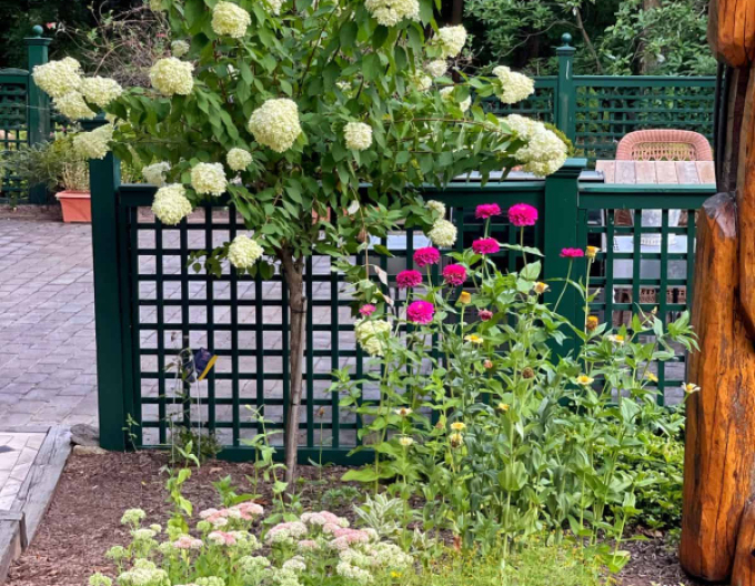 Hortensie paniculate Fraise Melba -  pe tulpină