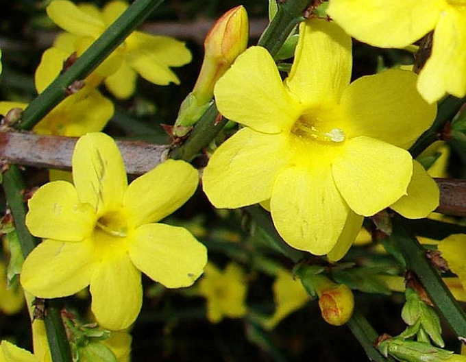 Iasomie cu floare goală