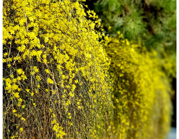 Iasomie cu floare goală