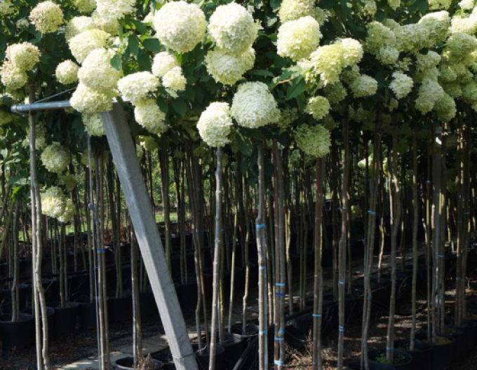 Hortensie paniculate Limelight - pe tulpină