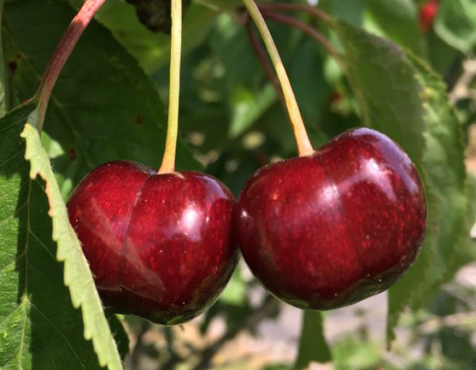 Cireș tăiat ´Schneiders Späte Knorpelkirsche´ – șpalier