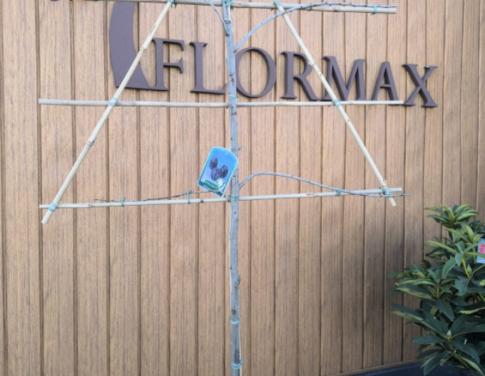 Cireș tăiat ´Schneiders Späte Knorpelkirsche´ – șpalier