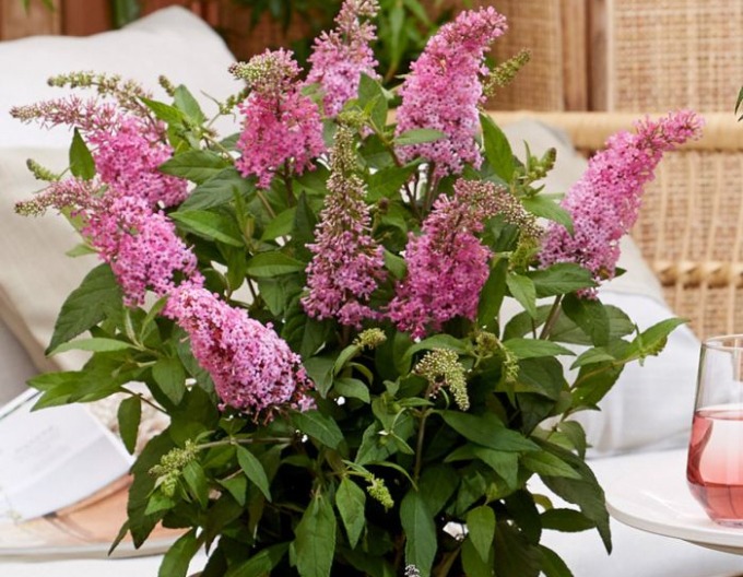 Buddleja davidii ’Little Pink’ – tufă pitică