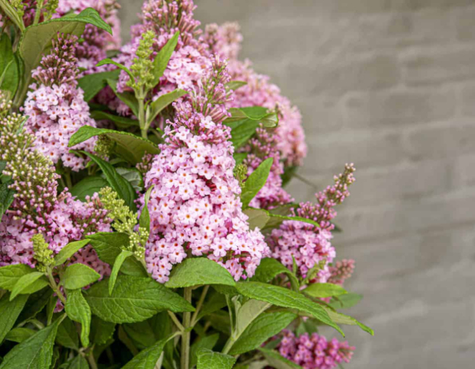Buddleja davidii ’Little Pink’ – tufă pitică