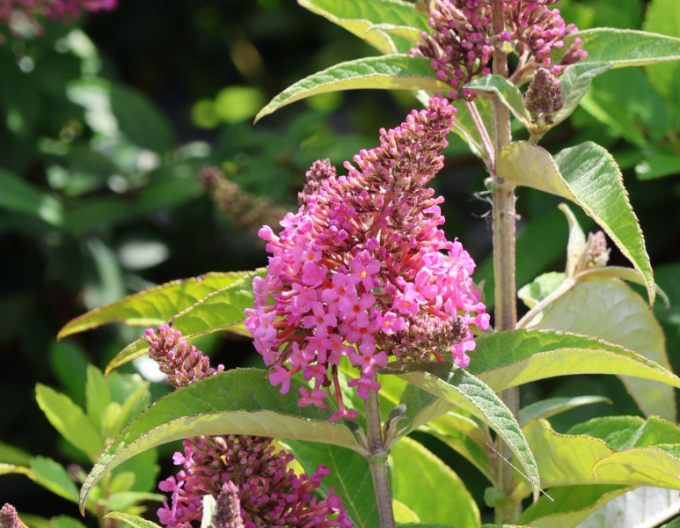Buddleja davidii ’Little Pink’ – tufă pitică