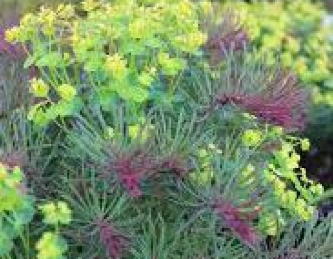 Laptele cucului chiparos Fens Ruby