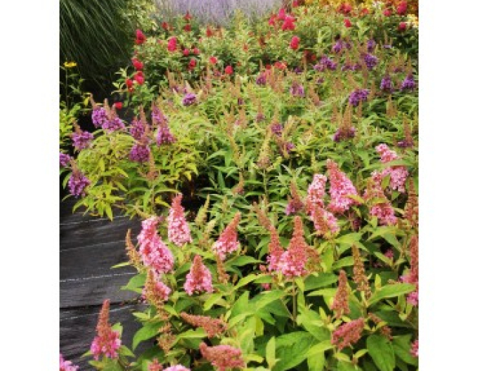 Buddleja davidii ’Little Pink’ – tufă pitică