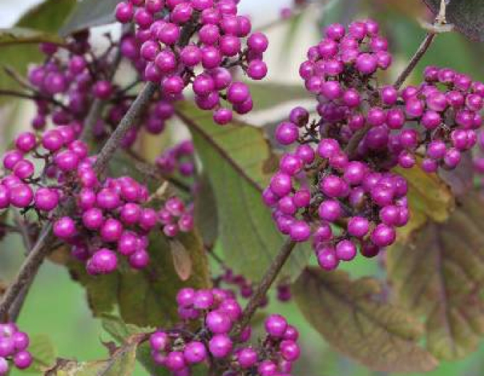 Calicarpa  ´Giraldii´