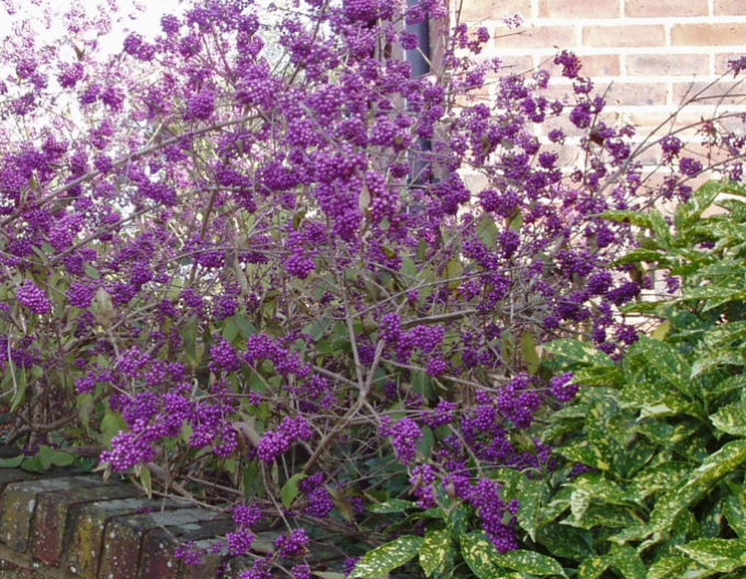 Calicarpa  ´Giraldii´