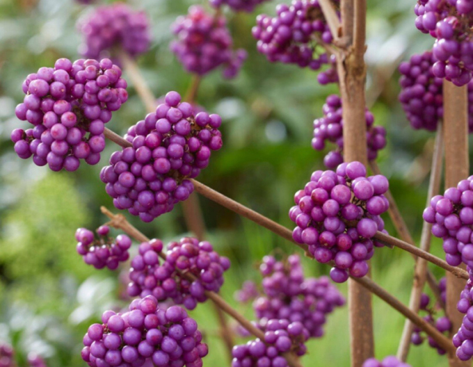 Calicarpa  ´Giraldii´