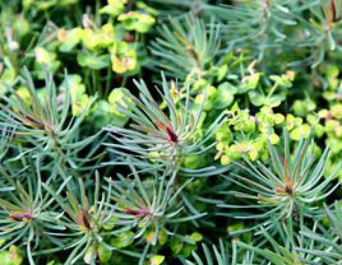 Laptele cucului chiparos Fens Ruby