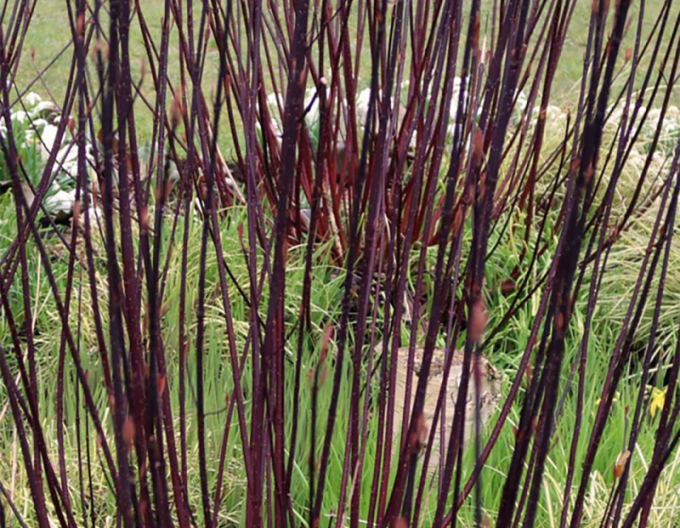 Cornus alba - Svidină  albă ´Kesselringii´