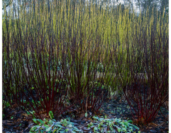 Cornus alba - Svidină  albă ´Kesselringii´
