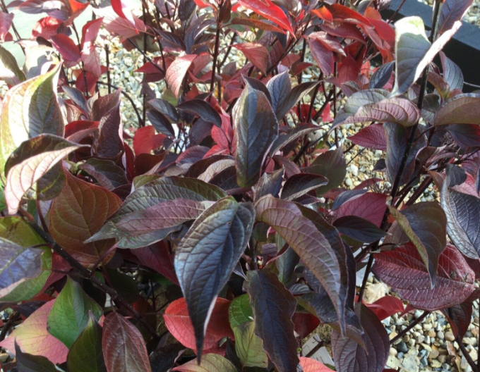 Cornus alba - Svidină  albă ´Kesselringii´