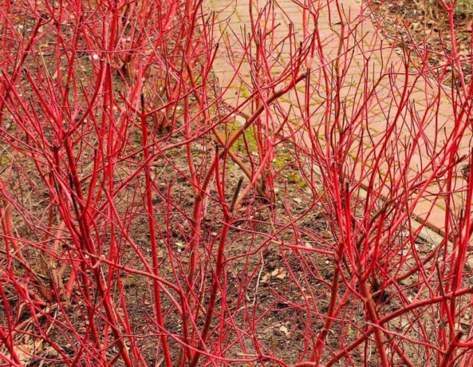 Cornus alba - Svidină albă  ´Miracle´