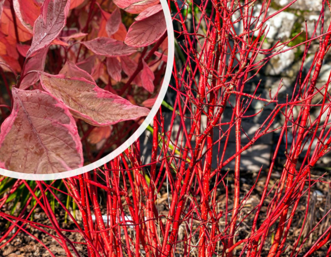 Cornus alba - Svidină albă  ´Miracle´