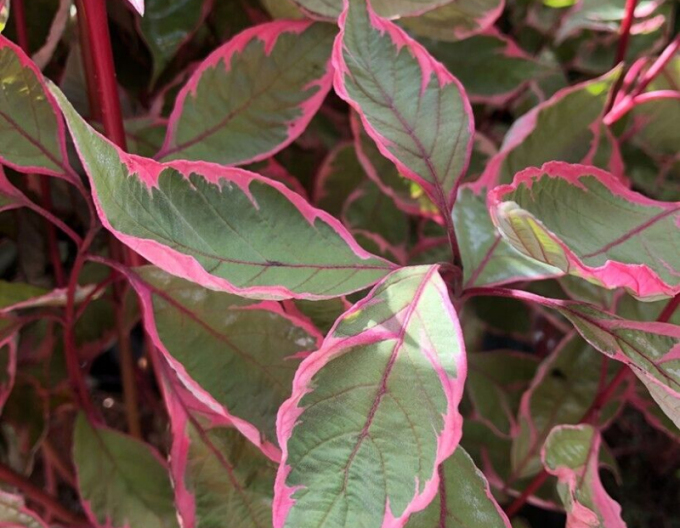 Cornus alba - Svidină albă  ´Miracle´