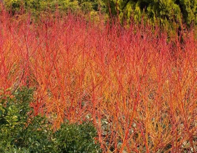 Cornus sanguinea Winter Orange