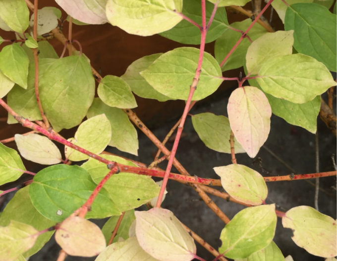 Cornus sanguinea Winter Orange