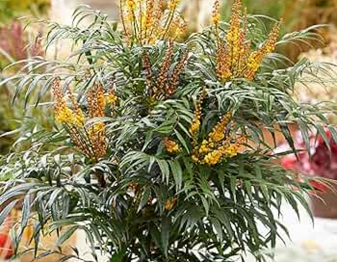 Mahonia Volcano