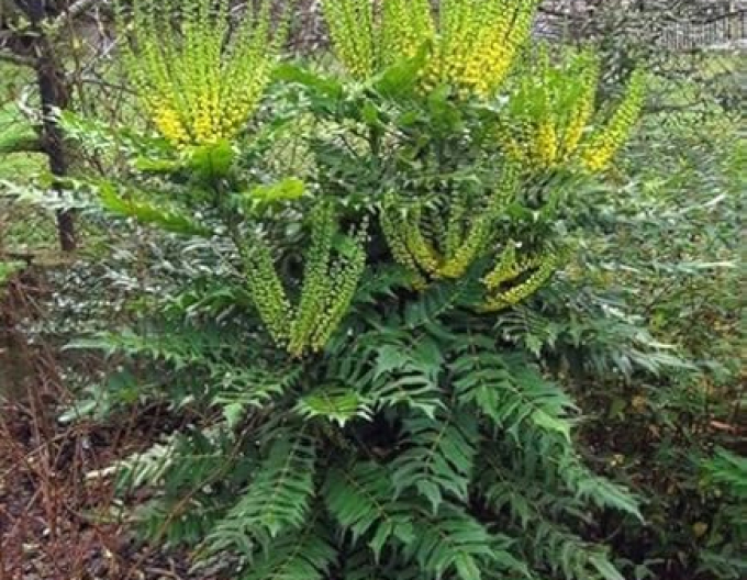 Mahonia Volcano