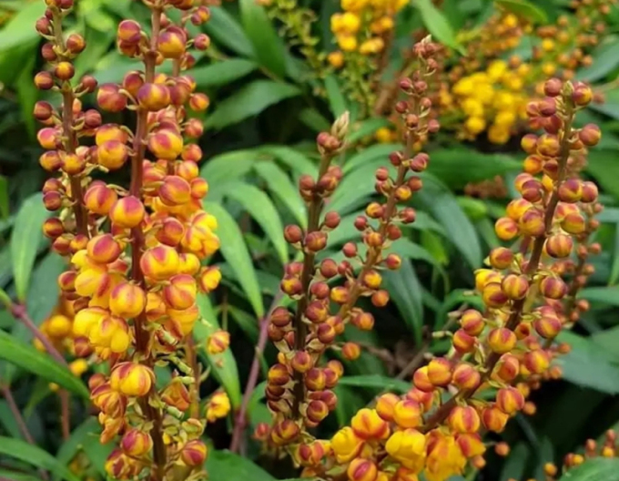 Mahonia Volcano