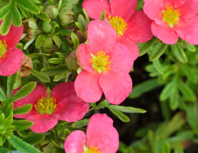 Potentilla fruticosa Bella Rosa
