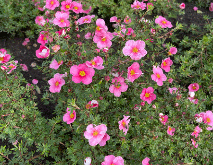 Potentilla fruticosa Bella Rosa