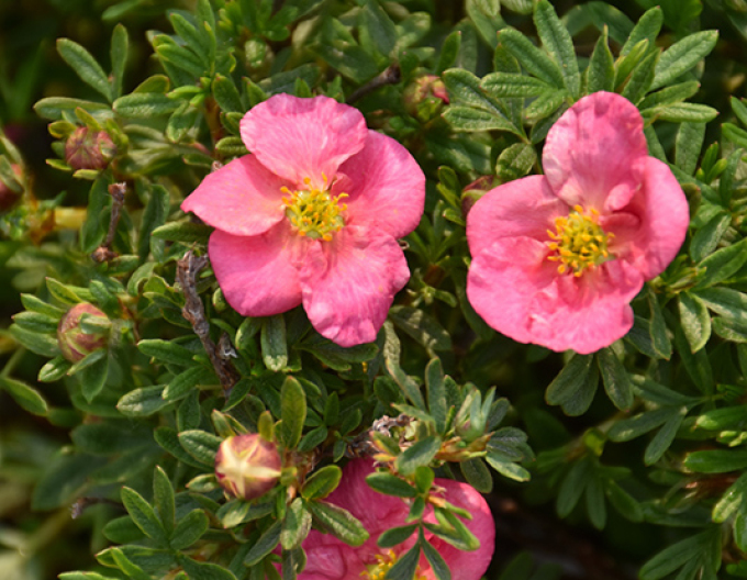 Potentilla fruticosa Bella Rosa