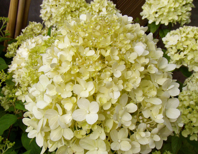 Hortensie paniculate Limelight - pe tulpină