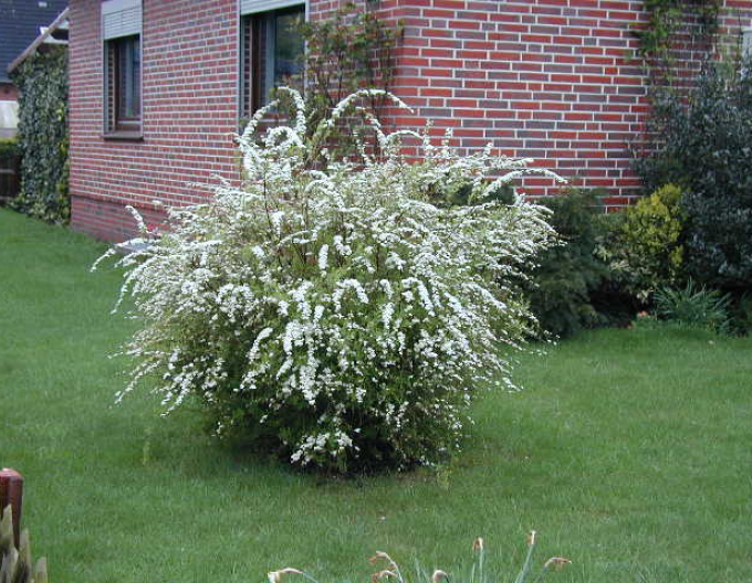 Spiraea cinerea ´Grefsheim´